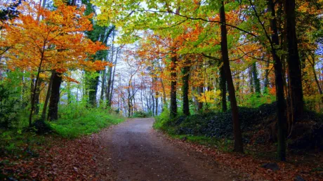 Investigados varios marroquíes por un supuesto intento de secuestro tras perseguir a otro marroquí hasta un bosque en Olot (Gerona) - diciembre 2024