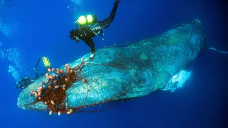 Pescadores españoles denuncian que Marruecos está usando redes ilegales de pesca al sur de España - diciembre 2024