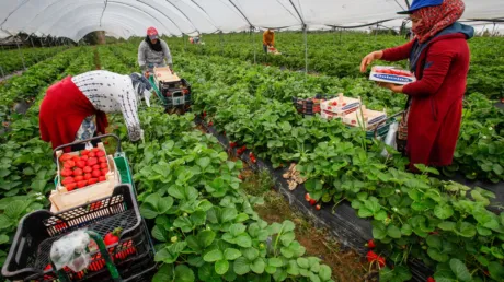 Alrededor de 15.000 marroquíes y miles de latinoamericanos trabajarán en la campaña agrícola de Huelva - diciembre 2024