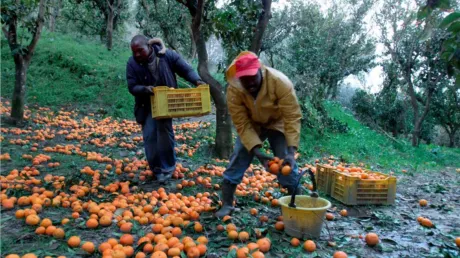 Un magrebí acepta dos años y medio de prisión por engañar a 13 inmigrantes ilegales en la campaña de la naranja de Córdoba - diciembre 2024